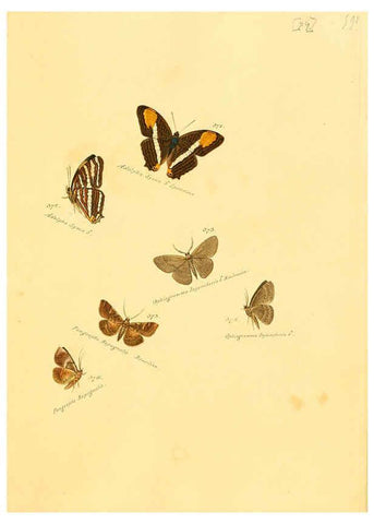 Reproducción/Reproduction 6105902511: Zuträge zur Sammlung exotischer Schmettlinge [sic] atlas Augsburg :bey dem Verfasser zu finden,1818-1837