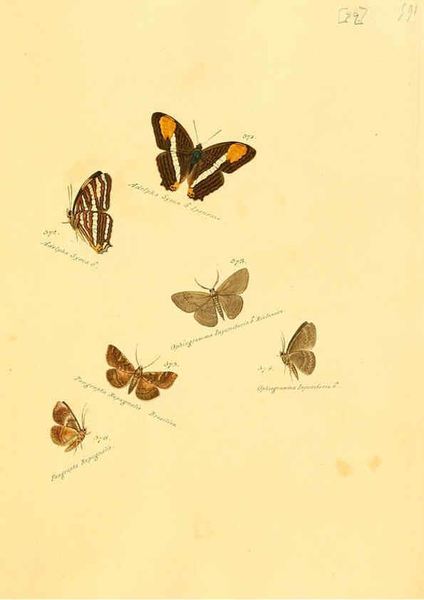 Reproducción/Reproduction 6105902511: Zuträge zur Sammlung exotischer Schmettlinge [sic] atlas Augsburg :bey dem Verfasser zu finden,1818-1837