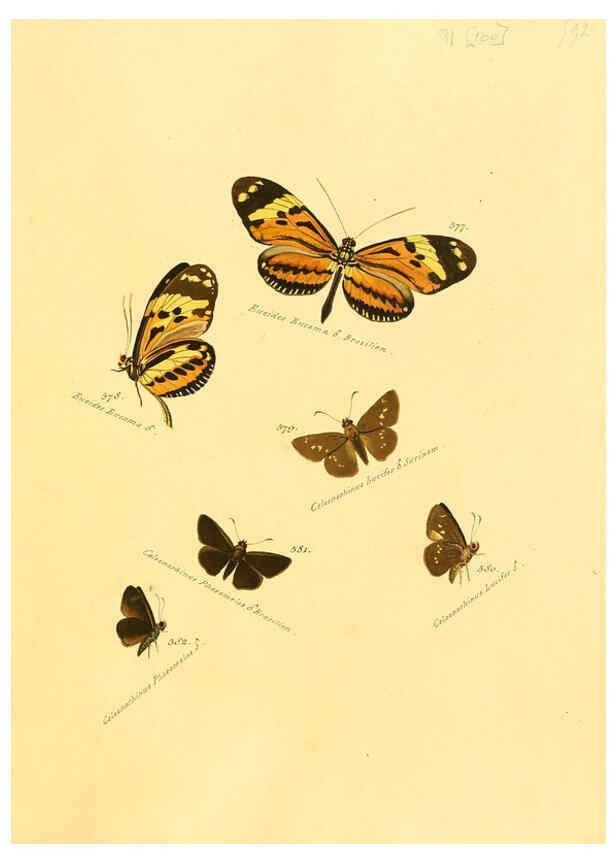 Reproducción/Reproduction 6106448230: Zuträge zur Sammlung exotischer Schmettlinge [sic] atlas Augsburg :bey dem Verfasser zu finden,1818-1837