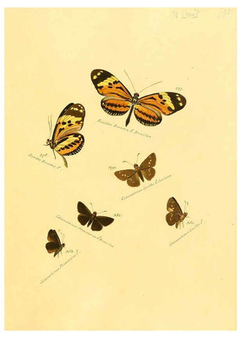 Reproducción/Reproduction 6106448230: Zuträge zur Sammlung exotischer Schmettlinge [sic] atlas Augsburg :bey dem Verfasser zu finden,1818-1837