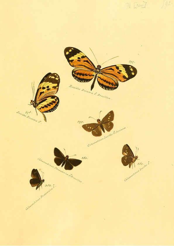 Reproducción/Reproduction 6106448230: Zuträge zur Sammlung exotischer Schmettlinge [sic] atlas Augsburg :bey dem Verfasser zu finden,1818-1837