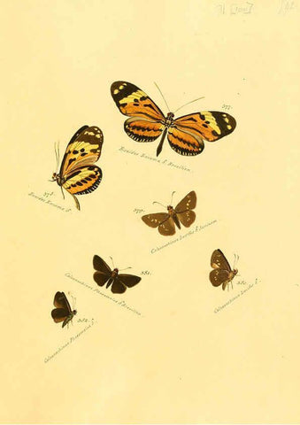 Reproducción/Reproduction 6106448230: Zuträge zur Sammlung exotischer Schmettlinge [sic] atlas Augsburg :bey dem Verfasser zu finden,1818-1837