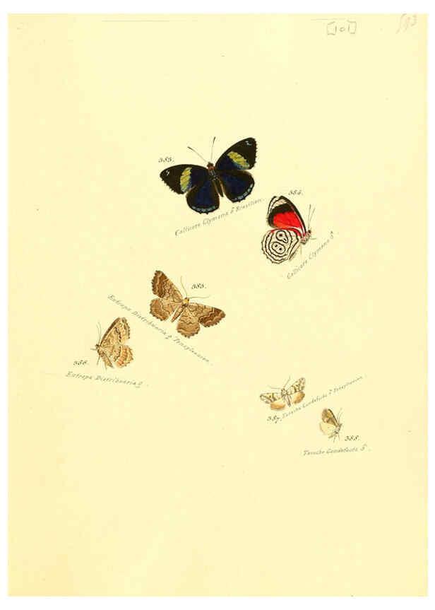 Reproducción/Reproduction 6105903029: Zuträge zur Sammlung exotischer Schmettlinge [sic] atlas Augsburg :bey dem Verfasser zu finden,1818-1837
