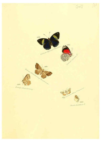 Reproducción/Reproduction 6105903029: Zuträge zur Sammlung exotischer Schmettlinge [sic] atlas Augsburg :bey dem Verfasser zu finden,1818-1837