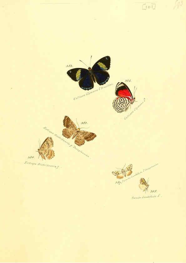 Reproducción/Reproduction 6105903029: Zuträge zur Sammlung exotischer Schmettlinge [sic] atlas Augsburg :bey dem Verfasser zu finden,1818-1837