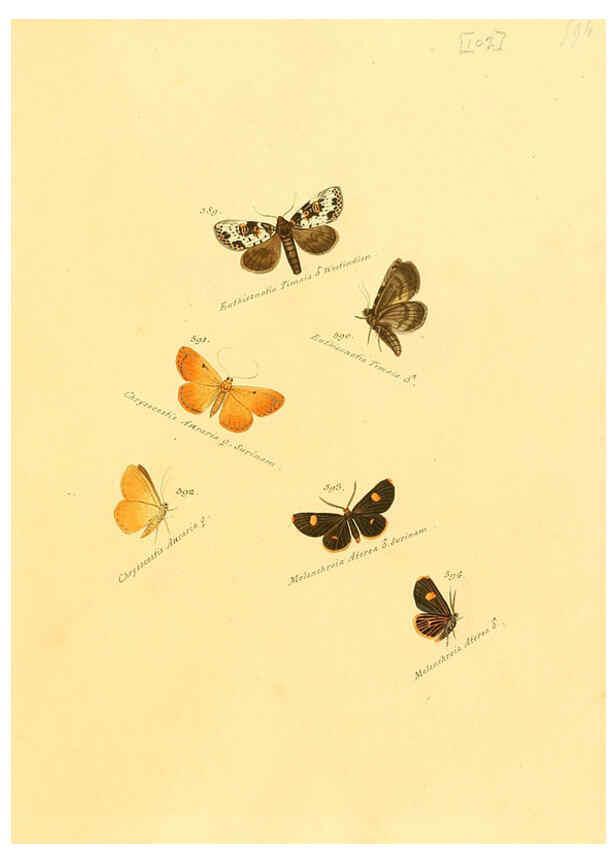 Reproducción/Reproduction 6106448826: Zuträge zur Sammlung exotischer Schmettlinge [sic] atlas Augsburg :bey dem Verfasser zu finden,1818-1837