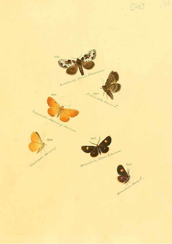 Reproducción/Reproduction 6106448826: Zuträge zur Sammlung exotischer Schmettlinge [sic] atlas Augsburg :bey dem Verfasser zu finden,1818-1837