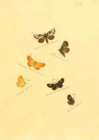Reproducción/Reproduction 6106448826: Zuträge zur Sammlung exotischer Schmettlinge [sic] atlas Augsburg :bey dem Verfasser zu finden,1818-1837