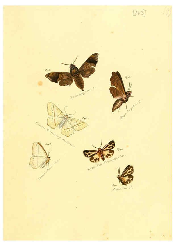 Reproducción/Reproduction 6105903641: Zuträge zur Sammlung exotischer Schmettlinge [sic] atlas Augsburg :bey dem Verfasser zu finden,1818-1837