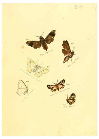 Reproducción/Reproduction 6105903641: Zuträge zur Sammlung exotischer Schmettlinge [sic] atlas Augsburg :bey dem Verfasser zu finden,1818-1837