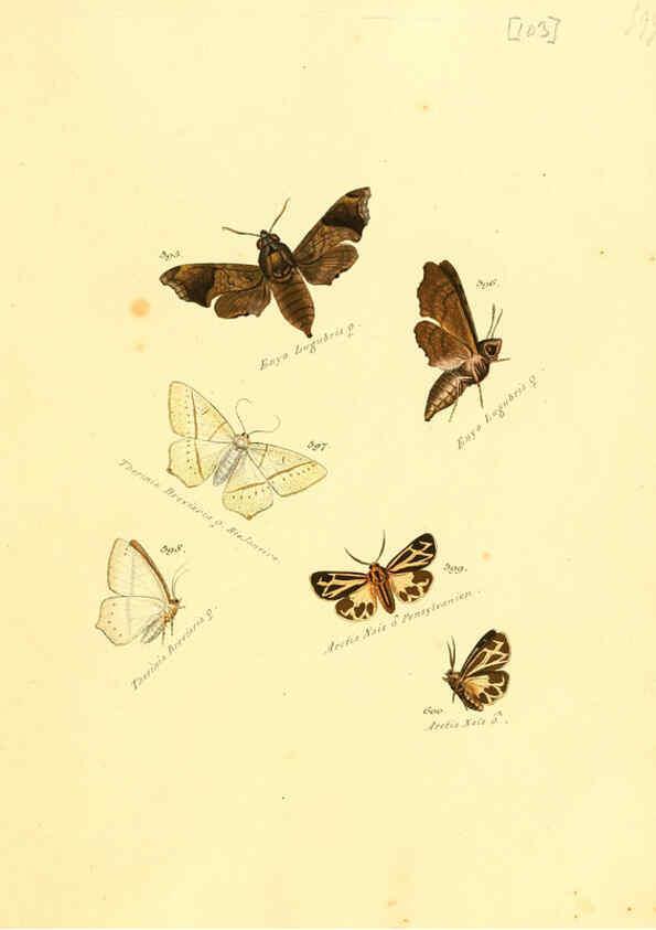 Reproducción/Reproduction 6105903641: Zuträge zur Sammlung exotischer Schmettlinge [sic] atlas Augsburg :bey dem Verfasser zu finden,1818-1837