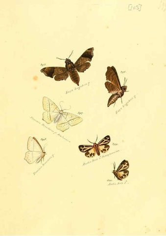 Reproducción/Reproduction 6105903641: Zuträge zur Sammlung exotischer Schmettlinge [sic] atlas Augsburg :bey dem Verfasser zu finden,1818-1837
