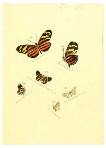 Reproducción/Reproduction 6106449656: Zuträge zur Sammlung exotischer Schmettlinge [sic] atlas Augsburg :bey dem Verfasser zu finden,1818-1837