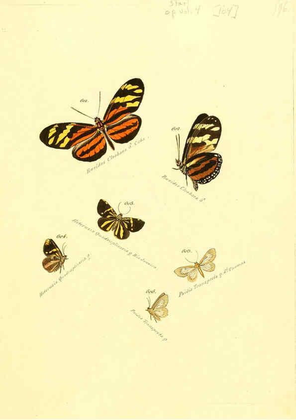 Reproducción/Reproduction 6106449656: Zuträge zur Sammlung exotischer Schmettlinge [sic] atlas Augsburg :bey dem Verfasser zu finden,1818-1837