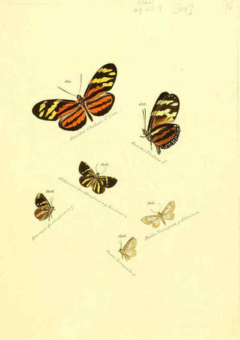 Reproducción/Reproduction 6106449656: Zuträge zur Sammlung exotischer Schmettlinge [sic] atlas Augsburg :bey dem Verfasser zu finden,1818-1837