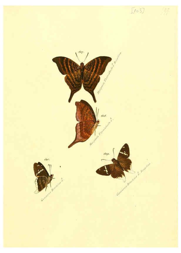 Reproducción/Reproduction 6106449862: Zuträge zur Sammlung exotischer Schmettlinge [sic] atlas Augsburg :bey dem Verfasser zu finden,1818-1837
