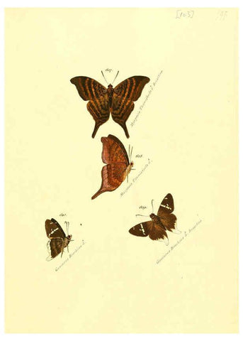 Reproducción/Reproduction 6106449862: Zuträge zur Sammlung exotischer Schmettlinge [sic] atlas Augsburg :bey dem Verfasser zu finden,1818-1837