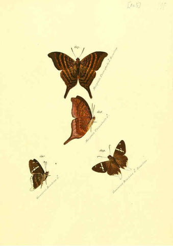 Reproducción/Reproduction 6106449862: Zuträge zur Sammlung exotischer Schmettlinge [sic] atlas Augsburg :bey dem Verfasser zu finden,1818-1837