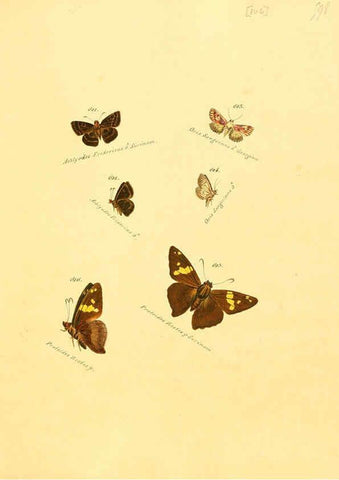 Reproducción/Reproduction 6106450132: Zuträge zur Sammlung exotischer Schmettlinge [sic] atlas Augsburg :bey dem Verfasser zu finden,1818-1837