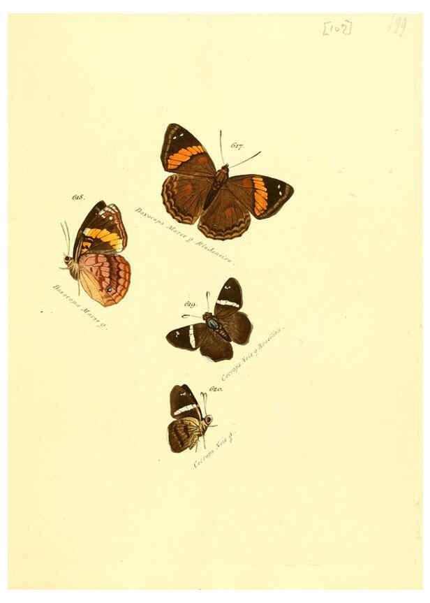 Reproducción/Reproduction 6105904955: Zuträge zur Sammlung exotischer Schmettlinge [sic] atlas Augsburg :bey dem Verfasser zu finden,1818-1837