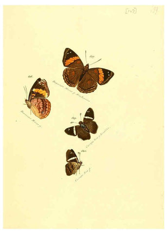 Reproducción/Reproduction 6105904955: Zuträge zur Sammlung exotischer Schmettlinge [sic] atlas Augsburg :bey dem Verfasser zu finden,1818-1837