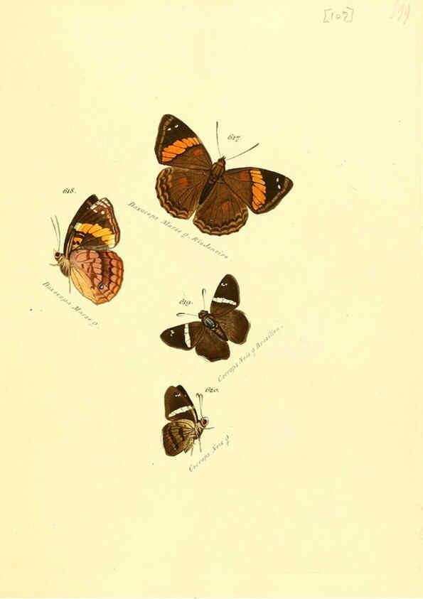 Reproducción/Reproduction 6105904955: Zuträge zur Sammlung exotischer Schmettlinge [sic] atlas Augsburg :bey dem Verfasser zu finden,1818-1837