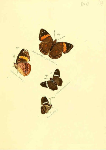 Reproducción/Reproduction 6105904955: Zuträge zur Sammlung exotischer Schmettlinge [sic] atlas Augsburg :bey dem Verfasser zu finden,1818-1837