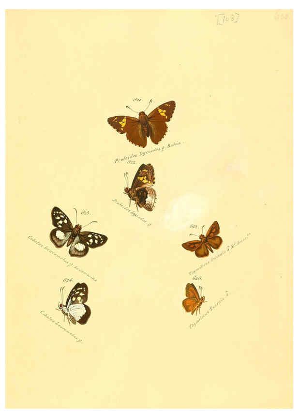 Reproducción/Reproduction 6106450710: Zuträge zur Sammlung exotischer Schmettlinge [sic] atlas Augsburg :bey dem Verfasser zu finden,1818-1837