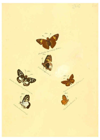 Reproducción/Reproduction 6106450710: Zuträge zur Sammlung exotischer Schmettlinge [sic] atlas Augsburg :bey dem Verfasser zu finden,1818-1837