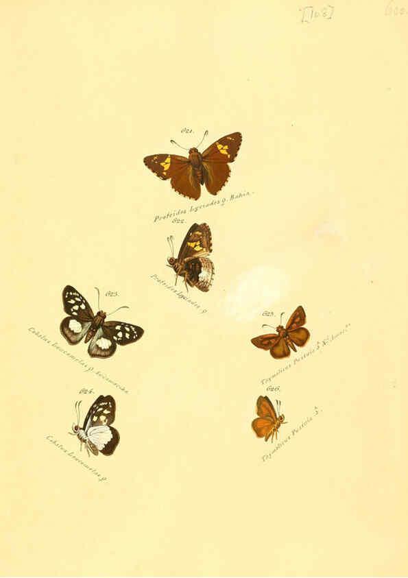 Reproducción/Reproduction 6106450710: Zuträge zur Sammlung exotischer Schmettlinge [sic] atlas Augsburg :bey dem Verfasser zu finden,1818-1837