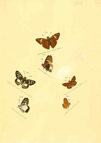 Reproducción/Reproduction 6106450710: Zuträge zur Sammlung exotischer Schmettlinge [sic] atlas Augsburg :bey dem Verfasser zu finden,1818-1837