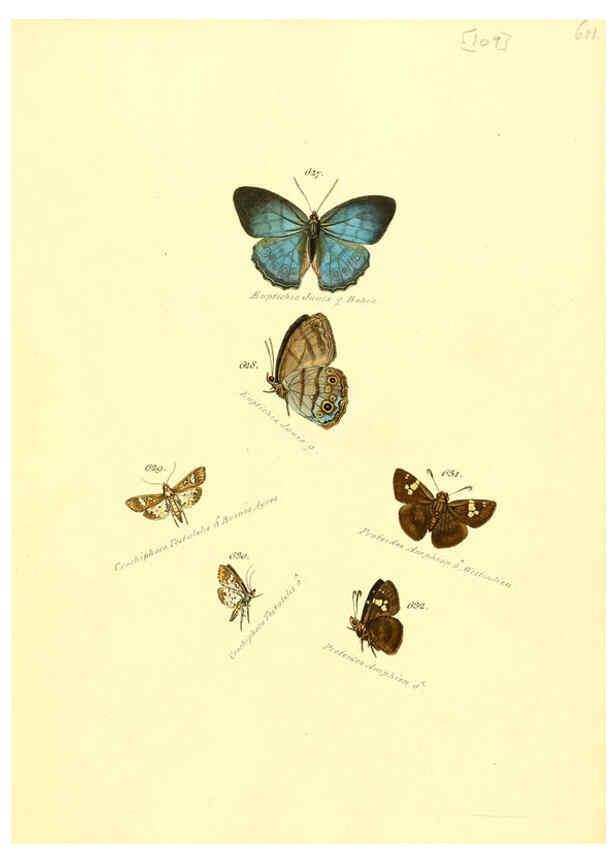 Reproducción/Reproduction 6105905523: Zuträge zur Sammlung exotischer Schmettlinge [sic] atlas Augsburg :bey dem Verfasser zu finden,1818-1837