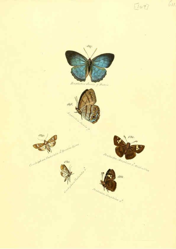 Reproducción/Reproduction 6105905523: Zuträge zur Sammlung exotischer Schmettlinge [sic] atlas Augsburg :bey dem Verfasser zu finden,1818-1837