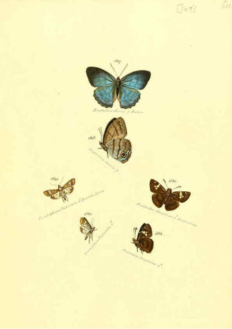 Reproducción/Reproduction 6105905523: Zuträge zur Sammlung exotischer Schmettlinge [sic] atlas Augsburg :bey dem Verfasser zu finden,1818-1837