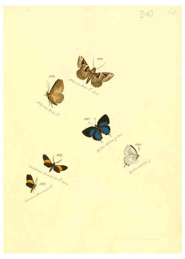 Reproducción/Reproduction 6106451180: Zuträge zur Sammlung exotischer Schmettlinge [sic] atlas Augsburg :bey dem Verfasser zu finden,1818-1837