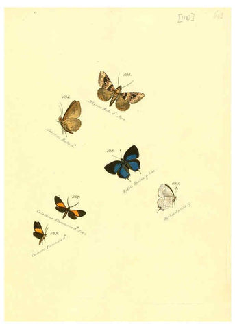 Reproducción/Reproduction 6106451180: Zuträge zur Sammlung exotischer Schmettlinge [sic] atlas Augsburg :bey dem Verfasser zu finden,1818-1837