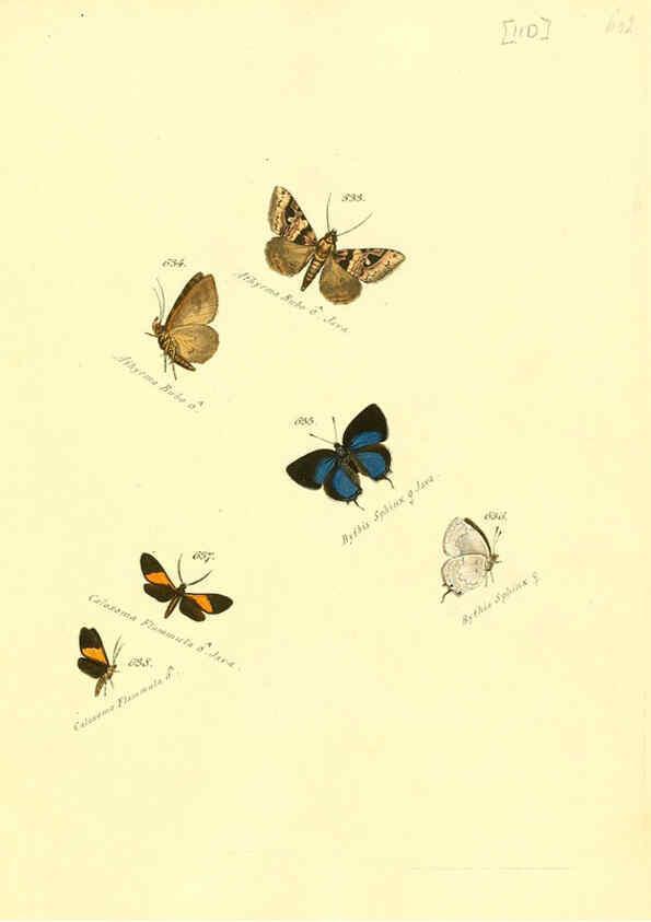 Reproducción/Reproduction 6106451180: Zuträge zur Sammlung exotischer Schmettlinge [sic] atlas Augsburg :bey dem Verfasser zu finden,1818-1837