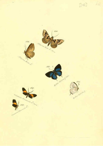 Reproducción/Reproduction 6106451180: Zuträge zur Sammlung exotischer Schmettlinge [sic] atlas Augsburg :bey dem Verfasser zu finden,1818-1837
