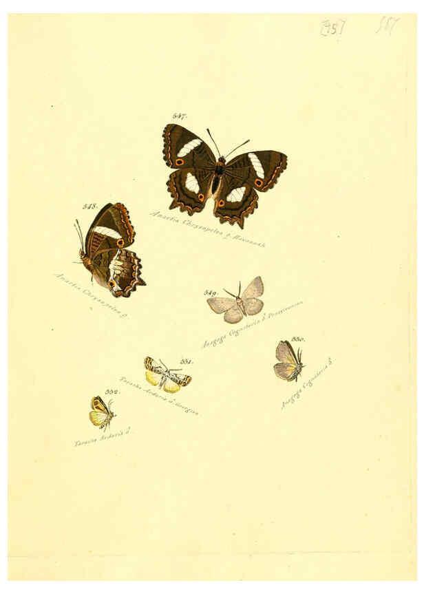 Reproducción/Reproduction 6106446940: Zuträge zur Sammlung exotischer Schmettlinge [sic] atlas Augsburg :bey dem Verfasser zu finden,1818-1837