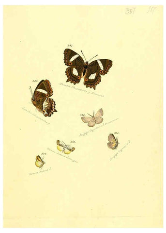 Reproducción/Reproduction 6106446940: Zuträge zur Sammlung exotischer Schmettlinge [sic] atlas Augsburg :bey dem Verfasser zu finden,1818-1837