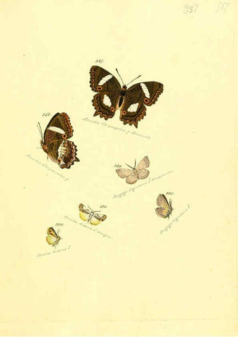 Reproducción/Reproduction 6106446940: Zuträge zur Sammlung exotischer Schmettlinge [sic] atlas Augsburg :bey dem Verfasser zu finden,1818-1837