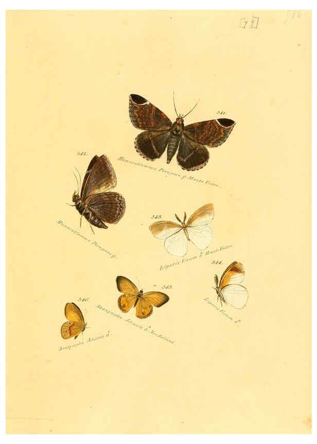 Reproducción/Reproduction 6105901245: Zuträge zur Sammlung exotischer Schmettlinge [sic] atlas Augsburg :bey dem Verfasser zu finden,1818-1837