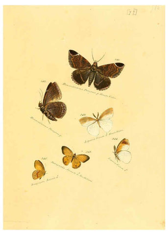 Reproducción/Reproduction 6105901245: Zuträge zur Sammlung exotischer Schmettlinge [sic] atlas Augsburg :bey dem Verfasser zu finden,1818-1837