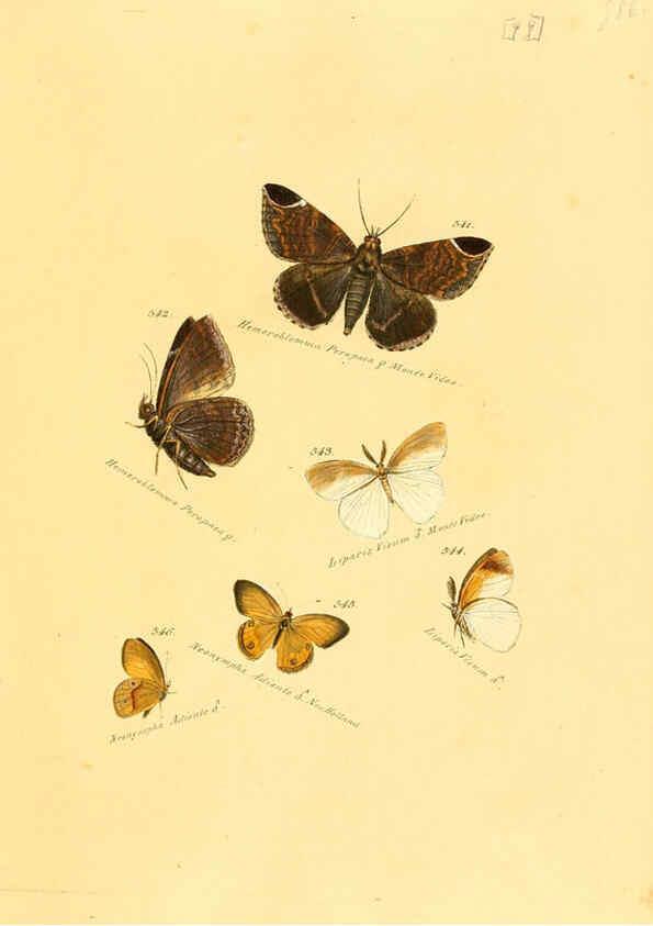 Reproducción/Reproduction 6105901245: Zuträge zur Sammlung exotischer Schmettlinge [sic] atlas Augsburg :bey dem Verfasser zu finden,1818-1837