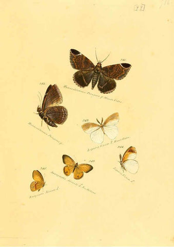 Reproducción/Reproduction 6105901245: Zuträge zur Sammlung exotischer Schmettlinge [sic] atlas Augsburg :bey dem Verfasser zu finden,1818-1837
