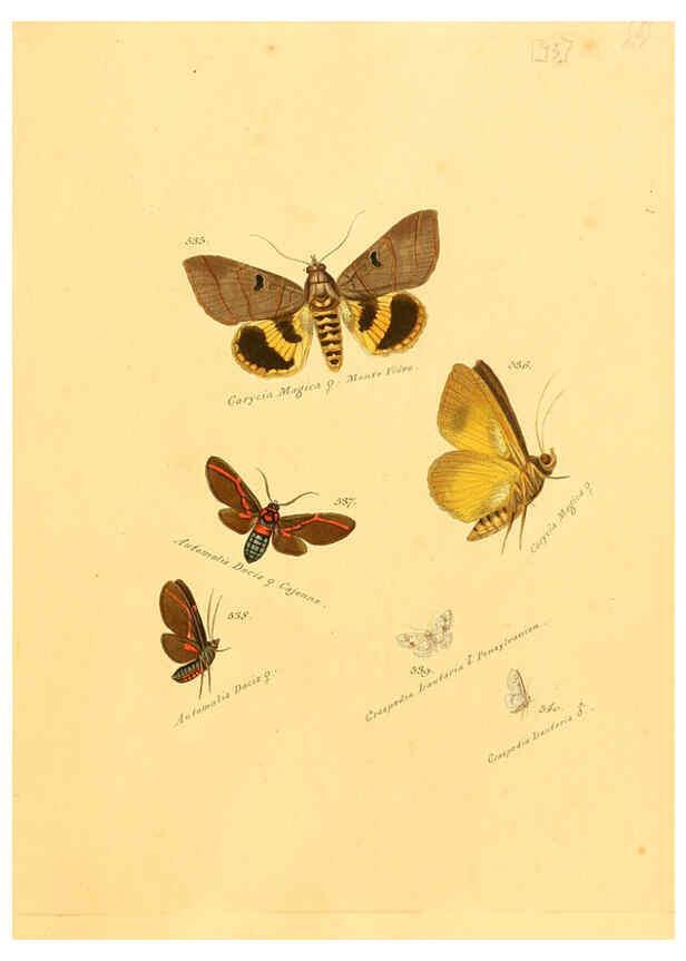 Reproducción/Reproduction 6105901007: Zuträge zur Sammlung exotischer Schmettlinge [sic] atlas Augsburg :bey dem Verfasser zu finden,1818-1837