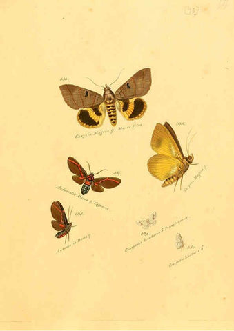 Reproducción/Reproduction 6105901007: Zuträge zur Sammlung exotischer Schmettlinge [sic] atlas Augsburg :bey dem Verfasser zu finden,1818-1837