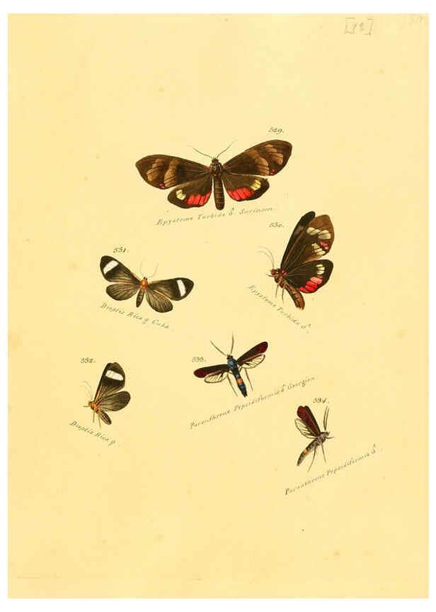 Reproducción/Reproduction 6106446282: Zuträge zur Sammlung exotischer Schmettlinge [sic] atlas Augsburg :bey dem Verfasser zu finden,1818-1837