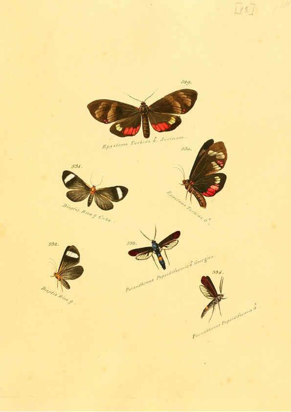 Reproducción/Reproduction 6106446282: Zuträge zur Sammlung exotischer Schmettlinge [sic] atlas Augsburg :bey dem Verfasser zu finden,1818-1837