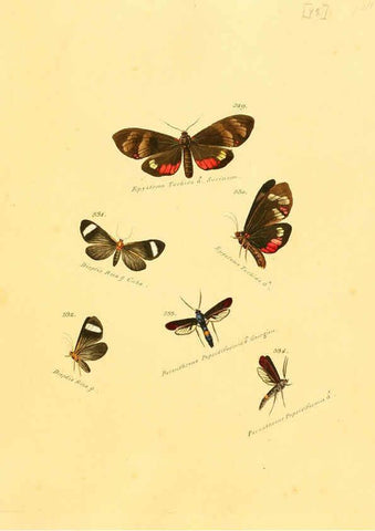 Reproducción/Reproduction 6106446282: Zuträge zur Sammlung exotischer Schmettlinge [sic] atlas Augsburg :bey dem Verfasser zu finden,1818-1837